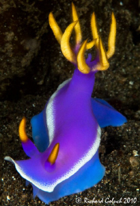 Nudibranch-Risbecia apolegma-Lembeh by Richard Goluch 